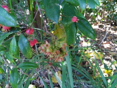 Syzygium fibrosum, photographed by Steve Fitzgerald