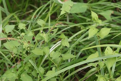 Polygonum thunbergii, photographed by Nina Filippova