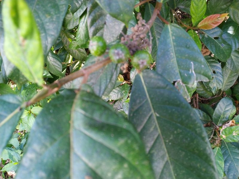 Ficus congesta, photographed by Steve Fitzgerald