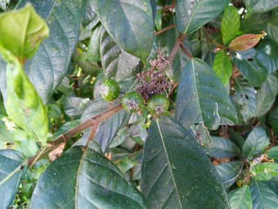 Ficus congesta, photographed by Steve Fitzgerald