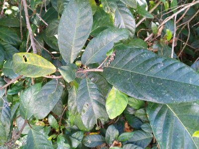 Ficus congesta, photographed by Steve Fitzgerald
