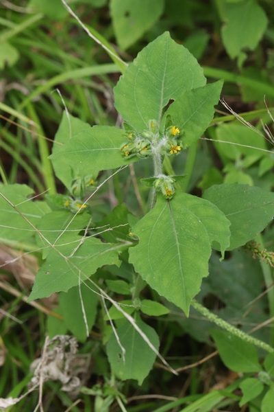 Sigesbeckia pubescens, photographed by Nina Filippova