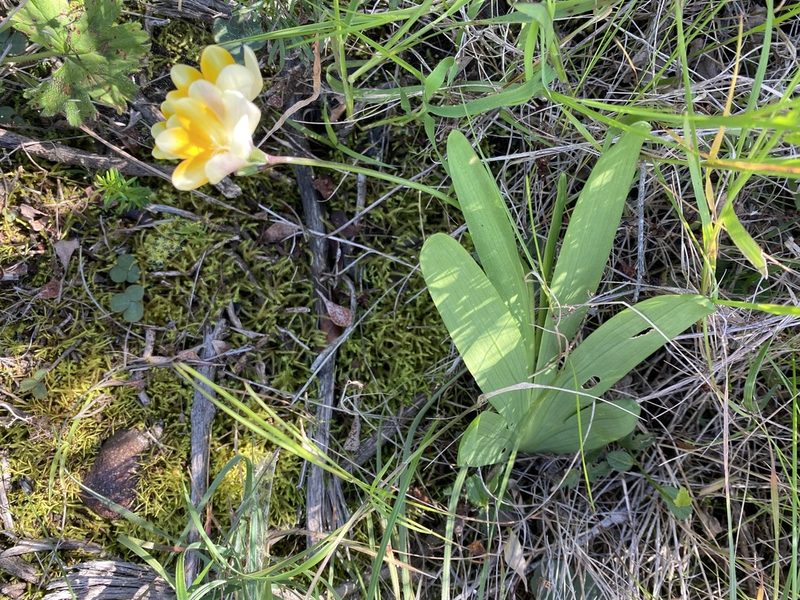 Freesia fergusoniae, photographed by Christina