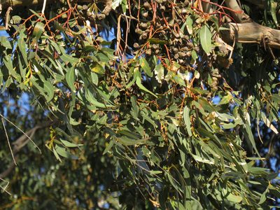 Eucalyptus gomphocephala, photographed by Jeremy Gilmore