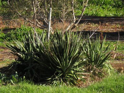 Yucca gloriosa, photographed by Jeremy Gilmore