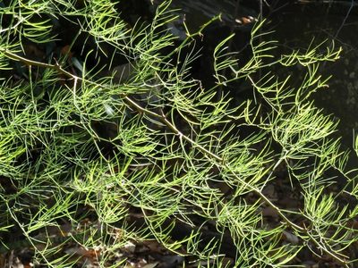 Asparagus transvaalensis, photographed by M Kriek