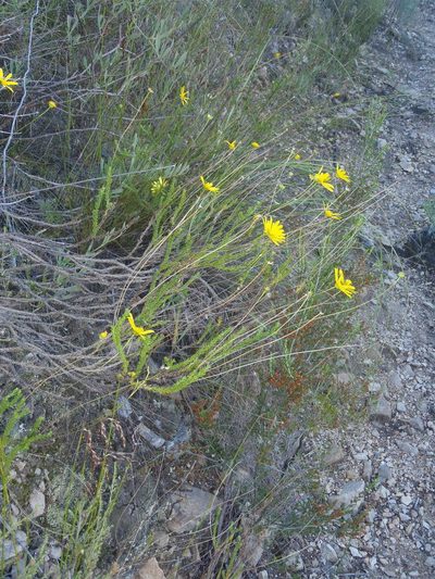 Euryops munitus, photographed by Nicola van Berkel