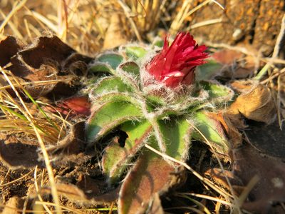 Helichrysum vernum, photographed by Ryan van Huyssteen
