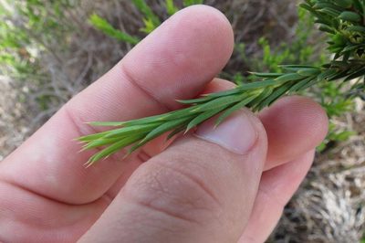 Diosma aristata, photographed by Brian du Preez