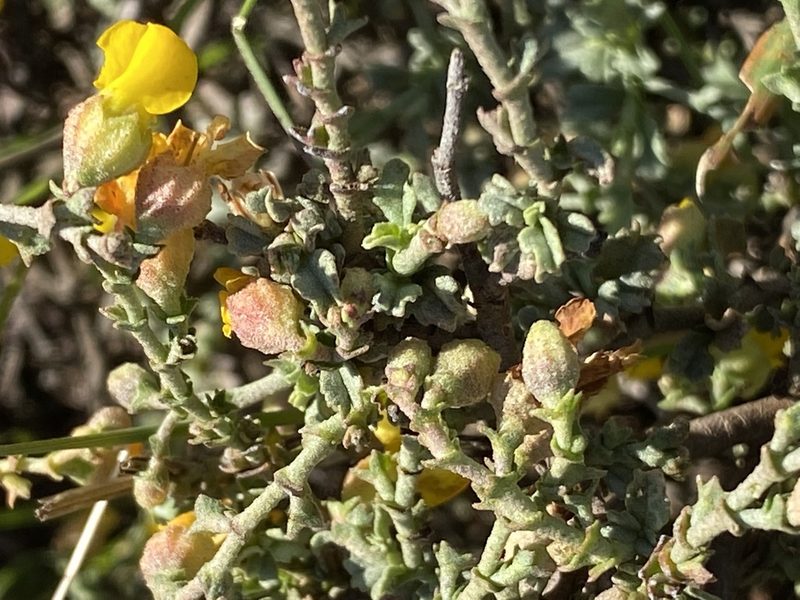 Hermannia cuneifolia, photographed by Christina