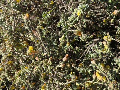 Hermannia cuneifolia, photographed by Christina