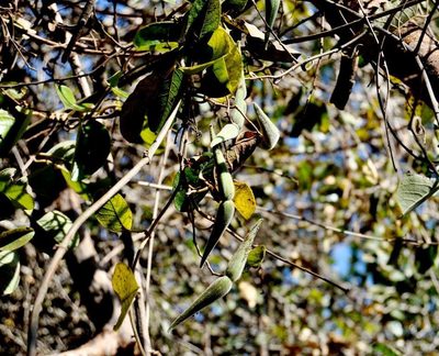Tacazzea apiculata, photographed by M Kriek