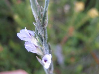 Amphithalea axillaris, photographed by Di Turner