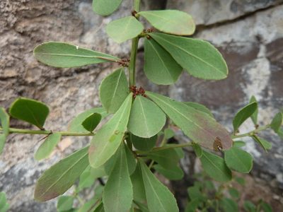 Gymnosporia heterophylla, photographed by Andrew Hankey