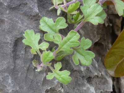 Buttonia superba, photographed by Andrew Hankey