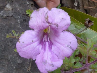 Buttonia superba, photographed by Andrew Hankey