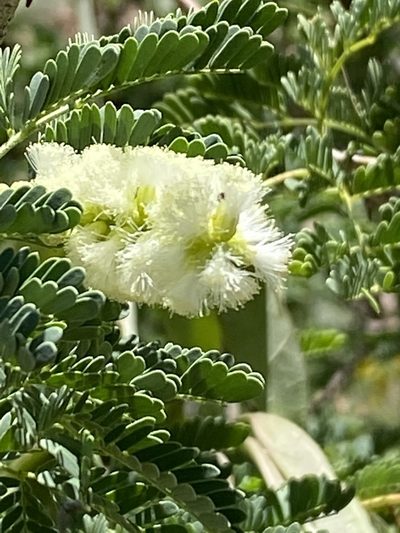 Senegalia erubescens, photographed by Dave U