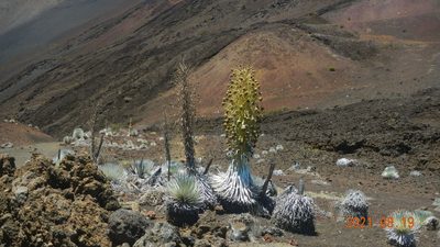 Argyroxiphium sandwicense, photographed by Chao Shi