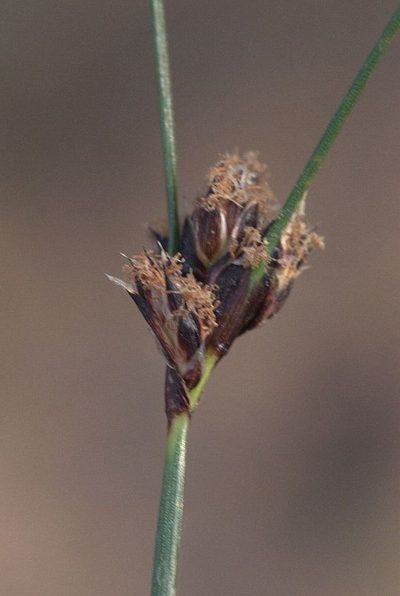 Ficinia laevis, photographed by Charles Stirton