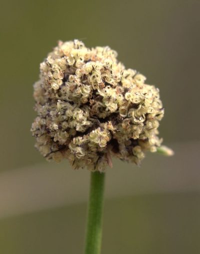 Ficinia jardinei, photographed by Charles Stirton