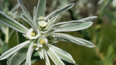 Euphorbia bicolor, photographed by Chris Hughes