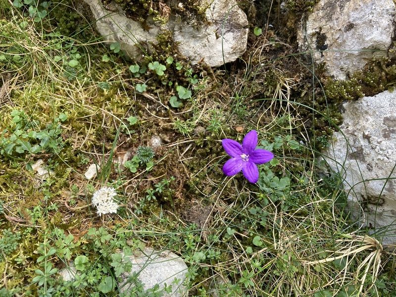 Campanula arvatica, photographed by Marc Riera