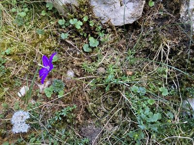 Campanula arvatica, photographed by Marc Riera