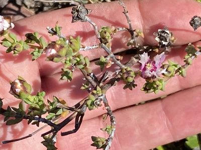 Lampranthus emarginatoides, photographed by Christina