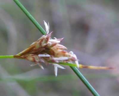 Ficinia fascicularis, photographed by douglaseustonbrown