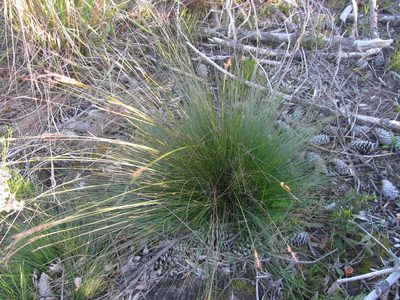 Schoenus graciliculmis, photographed by douglaseustonbrown