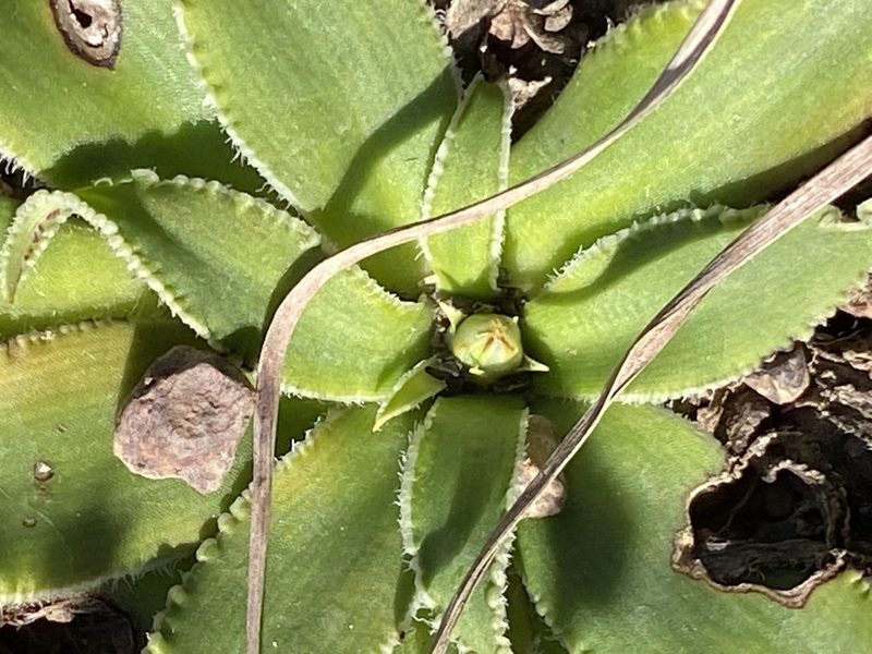 Chlorophytum crispum, photographed by Christina