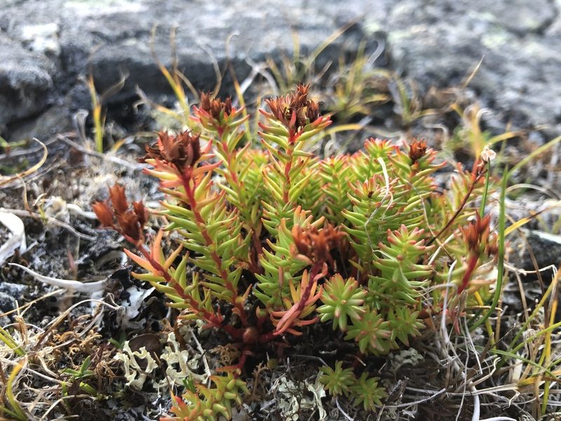 Rhodiola quadrifida, photographed by Valerii Glazunov
