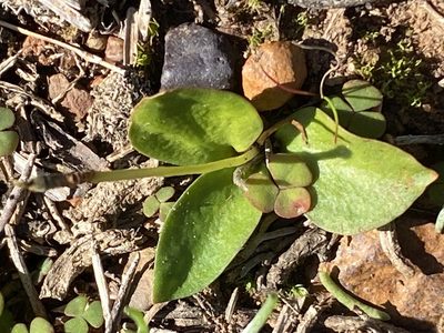 Ophioglossum polyphyllum, photographed by Christina