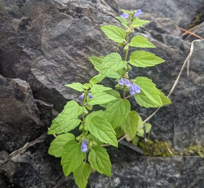Scutellaria lateriflora, photographed by Cory