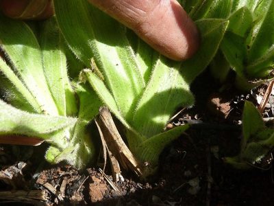 Hypoxis multiceps, photographed by Andrew Hankey