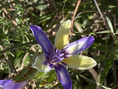 Babiana patula, photographed by Christina