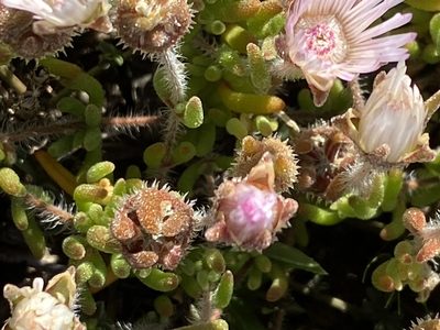 Drosanthemum striatum, photographed by Christina