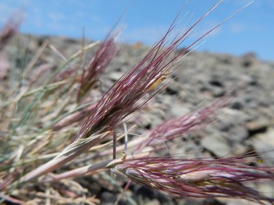 Elymus scribneri, photographed by Matt Lavin