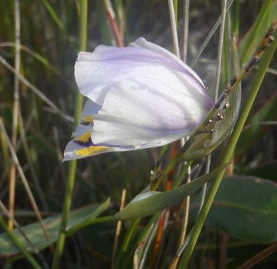 Gladiolus patersoniae, photographed by Nicola van Berkel