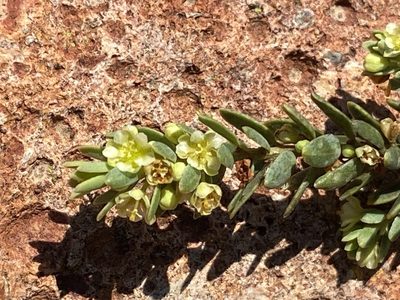 Clutia laxa, photographed by Christina