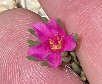 Portulaca kermesina, photographed by Dave U