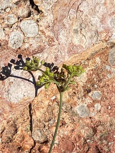 Notobubon collinum, photographed by Christina