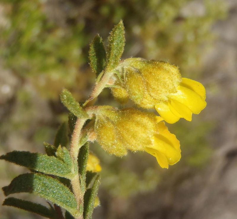 Hermannia decipiens, photographed by Nicola van Berkel