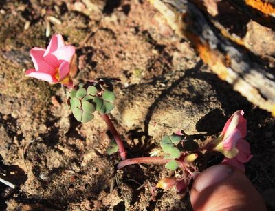 Oxalis convexula, photographed by Tony Rebelo