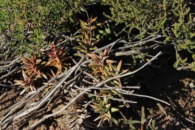 Astroloba rubriflora, photographed by Tony Rebelo