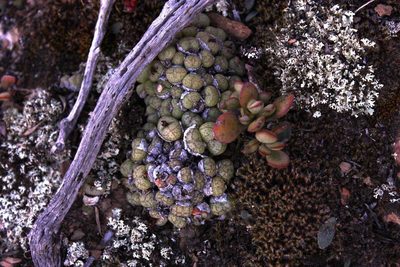 Conophytum ficiforme, photographed by Tony Rebelo