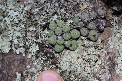 Conophytum ficiforme, photographed by Tony Rebelo
