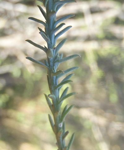 Thesium phyllostachyum, photographed by Nicola van Berkel