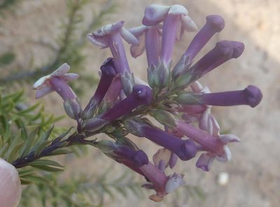 Freylinia densiflora, photographed by Nicola van Berkel