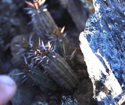 Euphorbia pseudoglobosa, photographed by Tony Rebelo